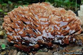 Image result for Podoscypha multizonata