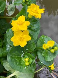 Attēlu rezultāti vaicājumam “Caltha palustris”