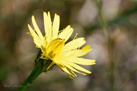 Attēlu rezultāti vaicājumam “Hypochaeris radicata”