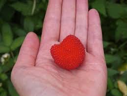 Attēlu rezultāti vaicājumam “Rubus illecebrosus”