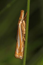 Attēlu rezultāti vaicājumam “Pediasia fascelinella”