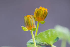 Attēlu rezultāti vaicājumam “Ficaria verna flower”