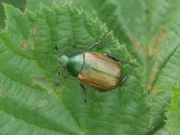 Attēlu rezultāti vaicājumam “Anomala dubia”