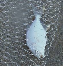 Image result for Trachinotus carolinus