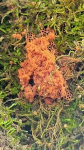 Attēlu rezultāti vaicājumam “Metatrichia vesparia stalked”