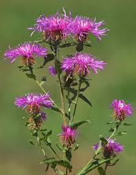 Attēlu rezultāti vaicājumam “Centaurea phrygia flower”