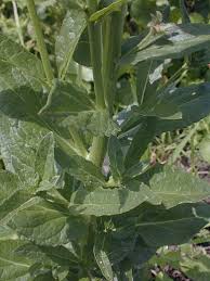 Attēlu rezultāti vaicājumam “Verbascum blattaria leaf”