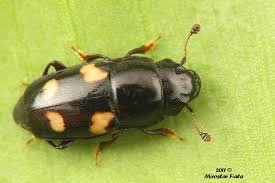 Attēlu rezultāti vaicājumam “Glischrochilus hortensis”