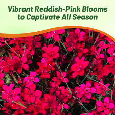 Attēlu rezultāti vaicājumam “Dianthus deltoides flower”