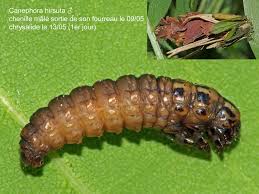 Attēlu rezultāti vaicājumam “Canephora hirsuta”