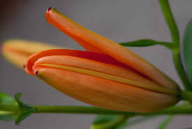 Attēlu rezultāti vaicājumam “Lilium lancifolium bud”