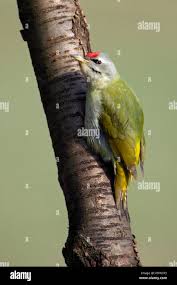 Attēlu rezultāti vaicājumam “Picus canus”