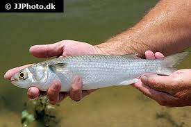 Image result for Mugil curema