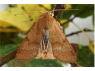 Attēlu rezultāti vaicājumam “Agrochola helvola imago”