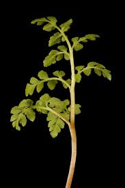 Attēlu rezultāti vaicājumam “Botrychium multifidum”