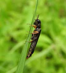 Attēlu rezultāti vaicājumam “Hylecoetus dermestoides”