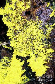 Attēlu rezultāti vaicājumam “Physarum penetrale”