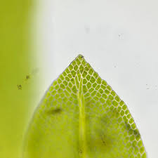 Attēlu rezultāti vaicājumam “Fissidens bryoides sporophyte”