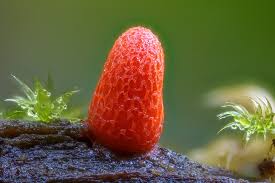 Attēlu rezultāti vaicājumam “Lycogala conicum spores”