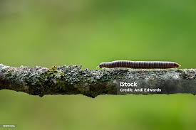 Attēlu rezultāti vaicājumam “Ommatoiulus sabulosus”