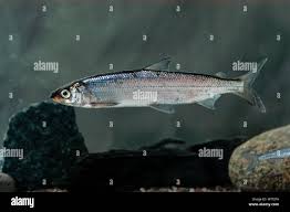 Image result for Coregonus albula