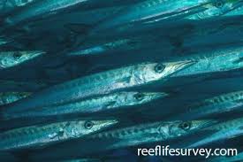 Image result for Sphyraena viridensis