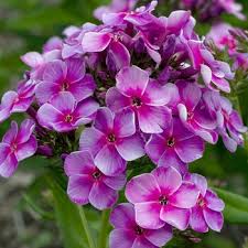 Image result for Phlox paniculata `Sweet Summer`