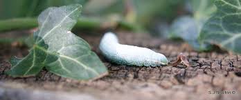 Attēlu rezultāti vaicājumam “Pterostoma palpina larva”