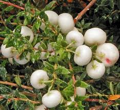 Attēlu rezultāti vaicājumam “Gaultheria cuneata”