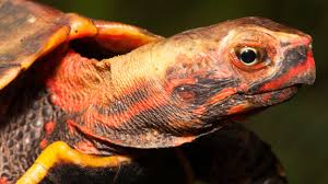 Attēlu rezultāti vaicājumam “Tortula lingulata macro”