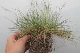 Attēlu rezultāti vaicājumam “Nardus stricta”