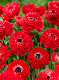 Image result for Anemonenarten