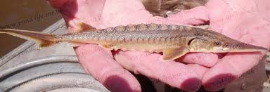 Image result for Acipenser oxyrinchus oxyrinchus