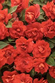 Image result for Impatiens walleriana