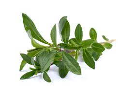 Image result for Bohnenkraut