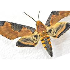 Attēlu rezultāti vaicājumam “Sphingidae”