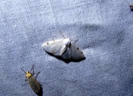 Attēlu rezultāti vaicājumam “Lomographa bimaculata”