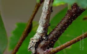 Attēlu rezultāti vaicājumam “Odontopera bidentata”