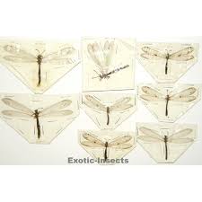 Attēlu rezultāti vaicājumam “Myrmeleontidae”