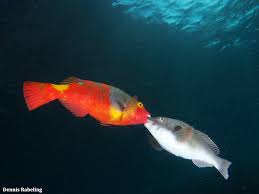 Image result for Sparisoma cretense