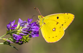 Attēlu rezultāti vaicājumam “Colias croceus”