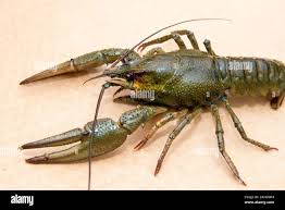 Attēlu rezultāti vaicājumam “Astacus astacus”