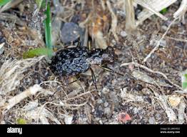 Attēlu rezultāti vaicājumam “Elaphrus cupreus”