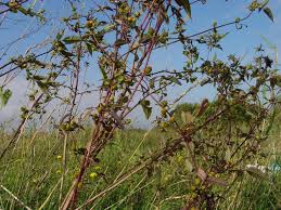 Attēlu rezultāti vaicājumam “Bidens frondosa fruit”