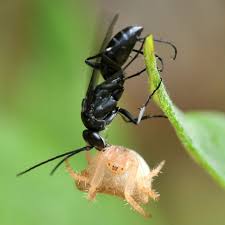 Attēlu rezultāti vaicājumam “Pompilidae”