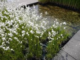 Attēlu rezultāti vaicājumam “Eriophorum latifolium”