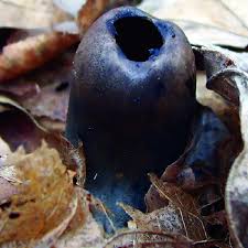 Attēlu rezultāti vaicājumam “Urnula craterium”