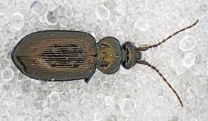 Attēlu rezultāti vaicājumam “Loricera pilicornis”