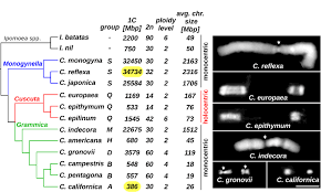 Image result for genome sizes