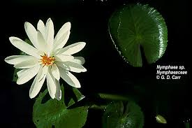 Attēlu rezultāti vaicājumam “Nymphaeaceae”